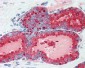 KLK3 / PSA Antibody (aa26-251, clone 5A11E2)